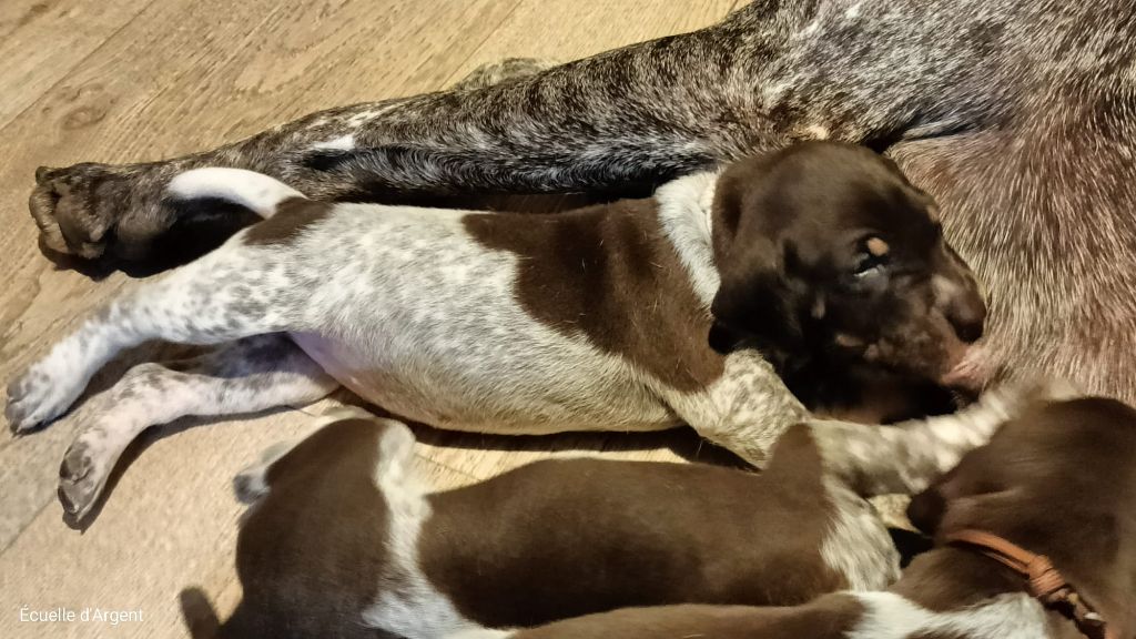De L'ecuelle D'argent - Chiots disponibles - Braque allemand à poil court