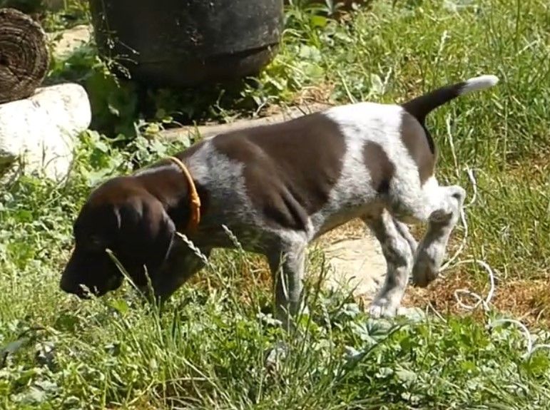 De L'ecuelle D'argent - Chiots disponibles - Braque allemand à poil court