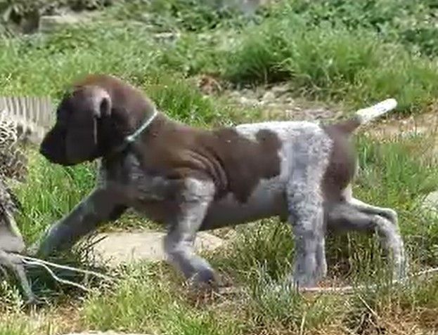 De L'ecuelle D'argent - Chiots disponibles - Braque allemand à poil court