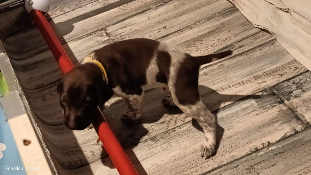 De L'ecuelle D'argent - Chiots disponibles - Braque allemand à poil court